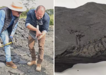 Achado pré-histórico interrompe obra de R$ 23 milhões na PR-364, no Paraná