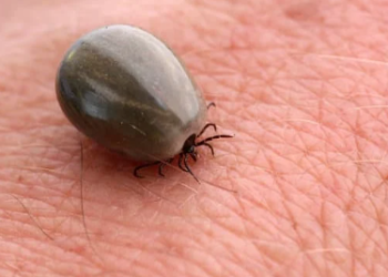 Parque no interior de SP é interditado após mortes por febre maculosa