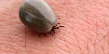 Parque no interior de SP é interditado após mortes por febre maculosa