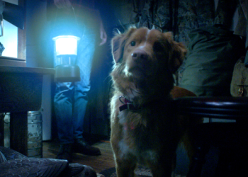 Good Boy: o suspense, a câmera baixa e o medo do que pode acontecer com o cachorro