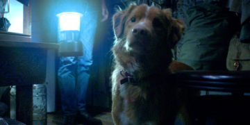 Good Boy: o suspense, a câmera baixa e o medo do que pode acontecer com o cachorro