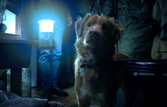 Good Boy: o suspense, a câmera baixa e o medo do que pode acontecer com o cachorro