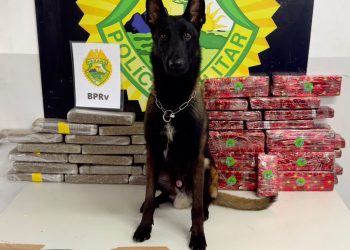 Cães farejadores localizam mais de 37 quilos de maconha em ônibus na BR-277