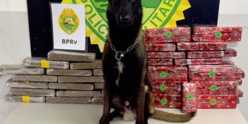 Cães farejadores localizam mais de 37 quilos de maconha em ônibus na BR-277