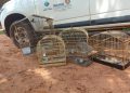 IAT resgata seis aves silvestres de criadouro irregular em Umuarama