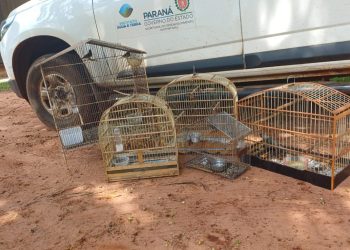 IAT resgata seis aves silvestres de criadouro irregular em Umuarama
