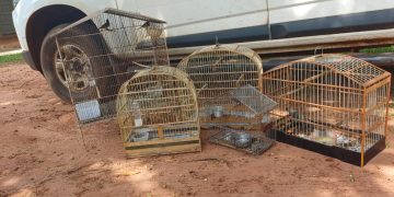 IAT resgata seis aves silvestres de criadouro irregular em Umuarama