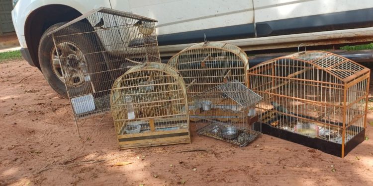 IAT resgata seis aves silvestres de criadouro irregular em Umuarama