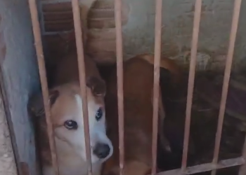 PCPR resgata 7 cachorros em situação de maus-tratos e indicia tutora