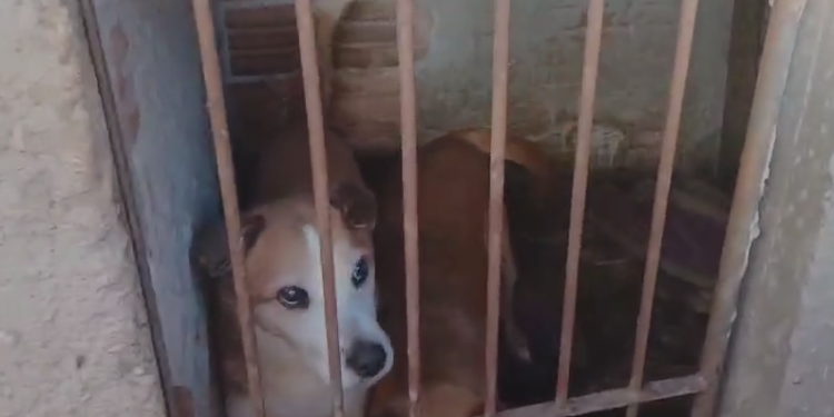 PCPR resgata 7 cachorros em situação de maus-tratos e indicia tutora