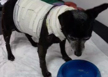 PCPR resgata cachorro idoso ferido e localiza tutora em Curitiba