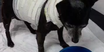 PCPR resgata cachorro idoso ferido e localiza tutora em Curitiba