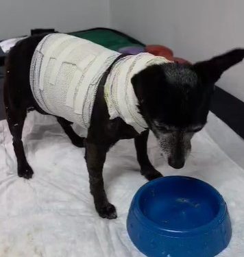 PCPR resgata cachorro idoso ferido e localiza tutora em Curitiba