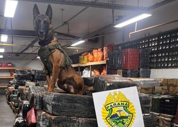 Em um ano, Companhia com Cães da PMPR causa prejuízo de R$ 300 milhões ao crime