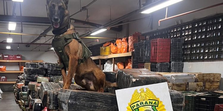 Em um ano, Companhia com Cães da PMPR causa prejuízo de R$ 300 milhões ao crime