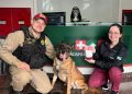 Cão policial doa sangue para salvar cadela gestante atropelada no Paraná