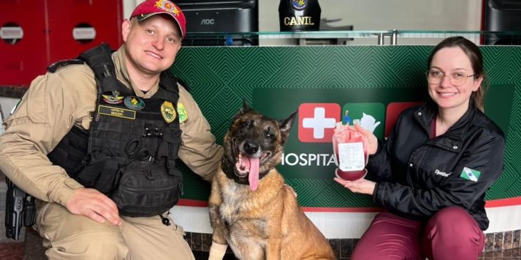 Cão policial doa sangue para salvar cadela gestante atropelada no Paraná