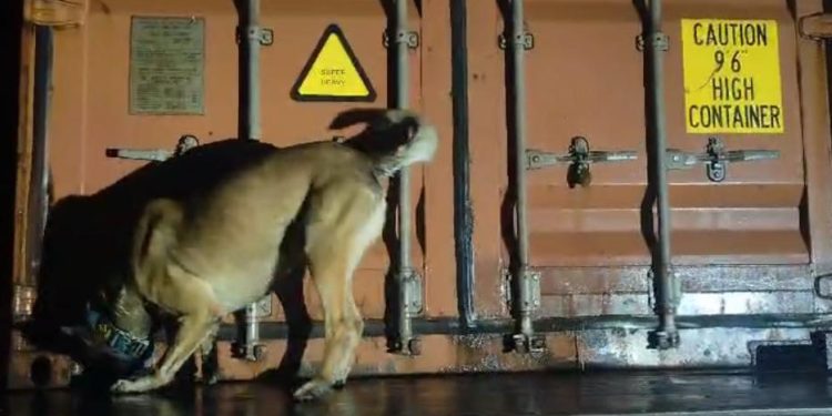 PMPR e PF apreendem mais de 11 toneladas de maconha em fiscalização na BR-277