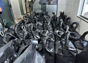 Operação conjunta da PCPR e BOPE apreende 1,2 tonelada de cocaína no Litoral; droga renderia mais de R$ 250 milhões na Europa