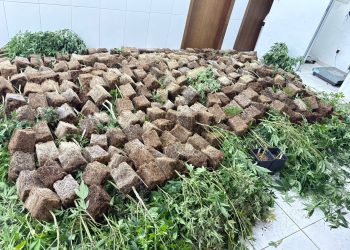 Polícia Militar descobre estufas de maconha e prende pai e filha em residência no bairro Novo Mundo