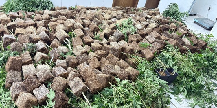 Polícia Militar descobre estufas de maconha e prende pai e filha em residência no bairro Novo Mundo