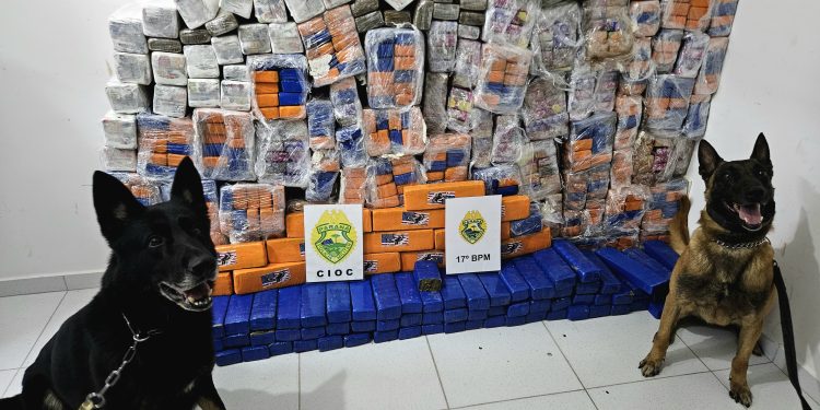 Quase 600 quilos de maconha são apreendidos em depósito após carga se romper durante descarga em São José dos Pinhais