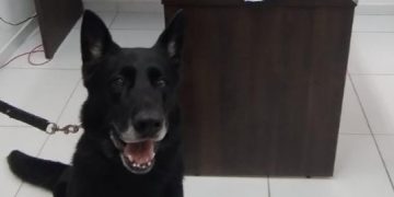 Polícia Militar prende quatro pessoas e apreende arma e drogas em operação em São José dos Pinhais