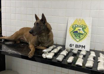 Equipe K9 identifica 2,1 kg de haxixe em ônibus interestadual que seguia para Curitiba