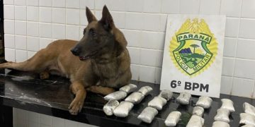Equipe K9 identifica 2,1 kg de haxixe em ônibus interestadual que seguia para Curitiba