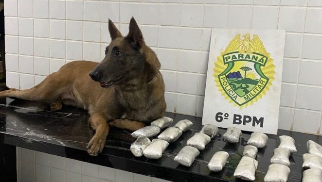 Equipe K9 identifica 2,1 kg de haxixe em ônibus interestadual que seguia para Curitiba