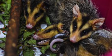 IAT alerta para preservação da fauna silvestre durante período reprodutivo das espécies