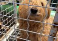 PCPR resgata dois cães que estavam em situação de maus-tratos