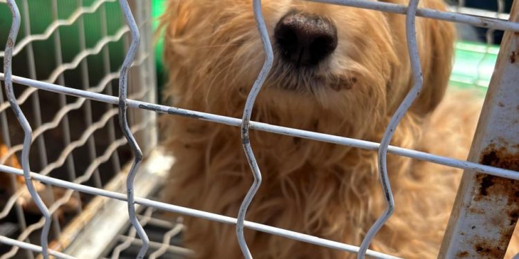 PCPR resgata dois cães que estavam em situação de maus-tratos