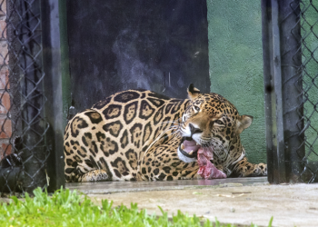 Macho de onça-pintada Tocantins chega ao Zoo de Curitiba com a missão de preservar a espécie