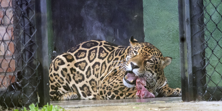 Macho de onça-pintada Tocantins chega ao Zoo de Curitiba com a missão de preservar a espécie