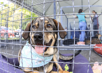 Com o tema da guarda responsável, Amigo Bicho terá 50 cães para adoção no Parque Barigui