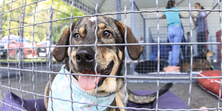 Com o tema da guarda responsável, Amigo Bicho terá 50 cães para adoção no Parque Barigui