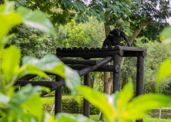 Equipes do Zoológico de Curitiba lamentam a morte do chimpanzé Pipo