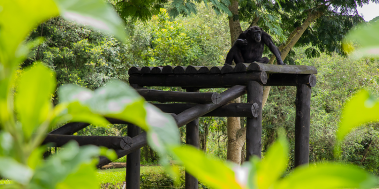 Equipes do Zoológico de Curitiba lamentam a morte do chimpanzé Pipo
