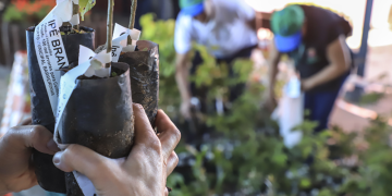 Neste sábado: Entrega de mudas na Regional Tatuquara é transferida para a Ceasa