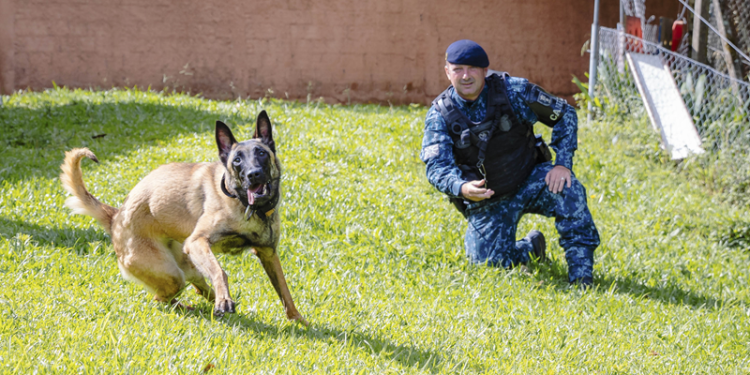 Guarda Municipal está treinando dois reforços para a equipe: as filhotes Haabe e Suri