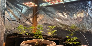 PCPR e GCM apreendem estufa para cultivo de maconha durante operação