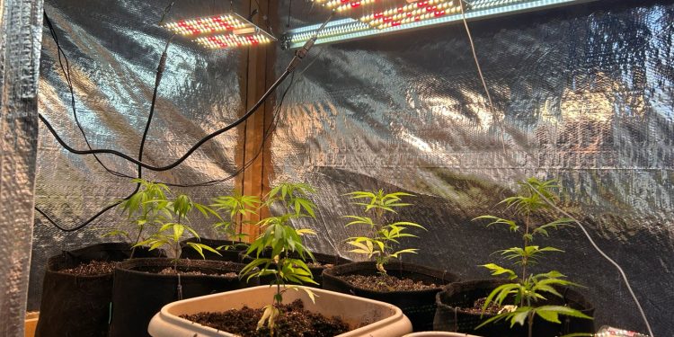 PCPR e GCM apreendem estufa para cultivo de maconha durante operação