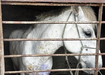 PCPR prende homem e resgata cavalo vítima de maus-tratos em Pinhais