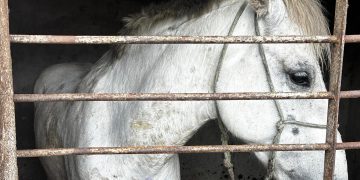 PCPR prende homem e resgata cavalo vítima de maus-tratos em Pinhais