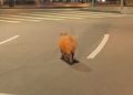 Capivara é flagrada caminhando tranquilamente na Praça Tiradentes no centro de Curitiba
