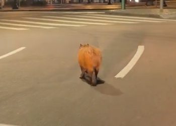 Capivara é flagrada caminhando tranquilamente na Praça Tiradentes no centro de Curitiba