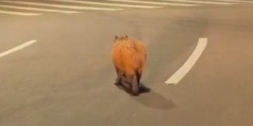 Capivara é flagrada caminhando tranquilamente na Praça Tiradentes no centro de Curitiba