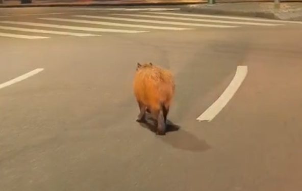 Capivara é flagrada caminhando tranquilamente na Praça Tiradentes no centro de Curitiba