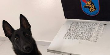 PM prende homem com quase 300 porções de crack e cocaína após ação com cão farejador em Matinhos